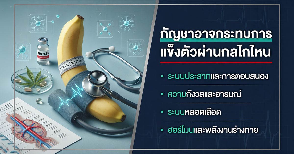 การแข็งตัวของอวัยวะเพศเกี่ยวข้องกับหลอดเลือด ระบบประสาท และฮอร์โมน