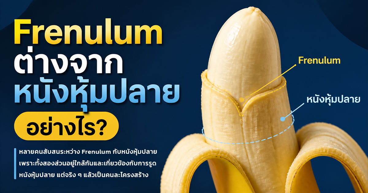 Frenulum ต่างจากหนังหุ้มปลายอย่างไร