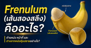 Frenulum (เส้นสองสลึง) คืออะไร
