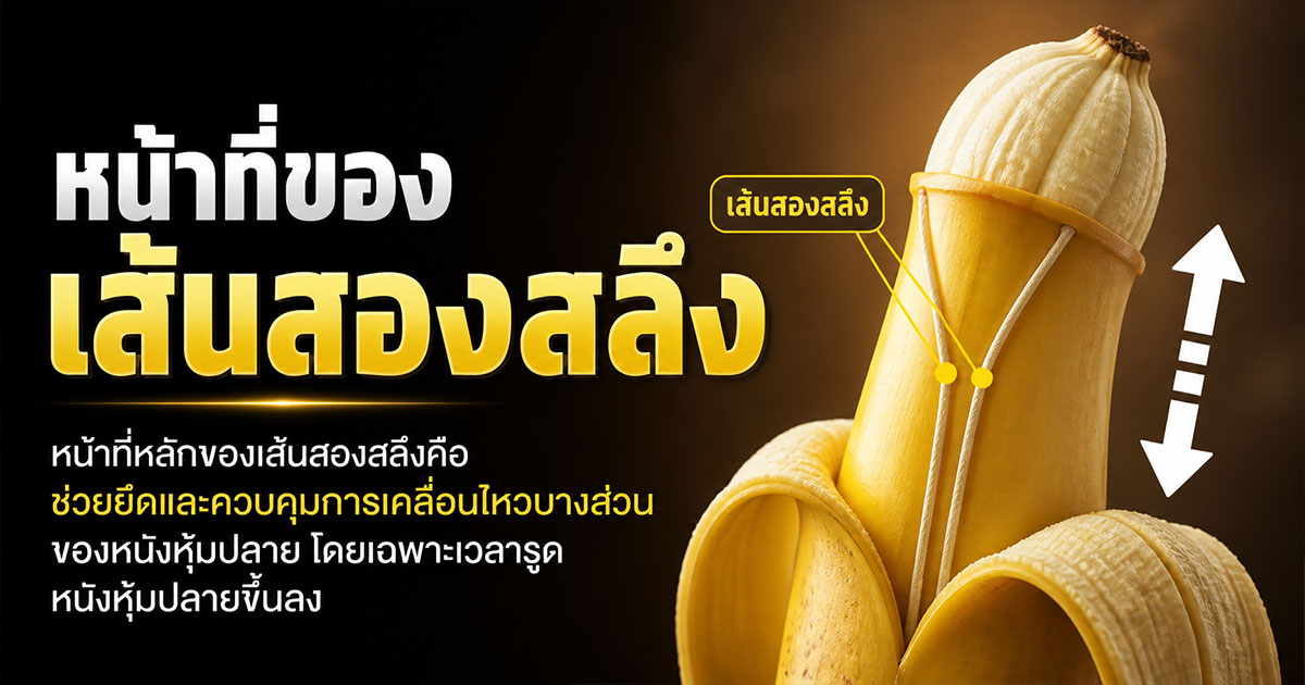 หน้าที่ของเส้นสองสลึง