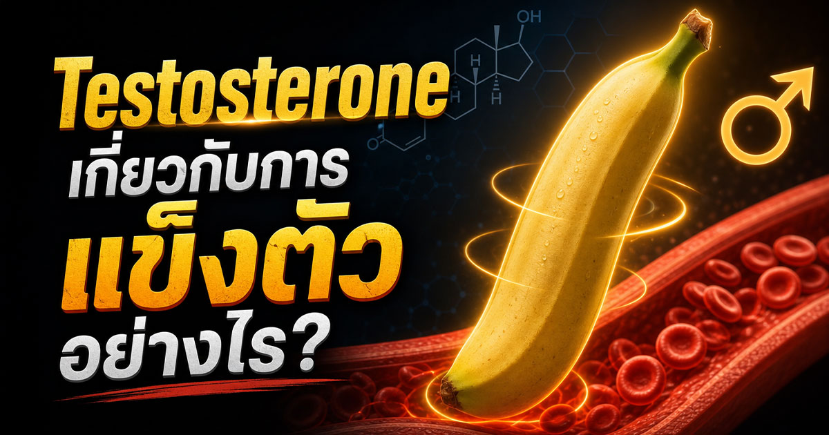 Testosterone เกี่ยวกับการแข็งตัวอย่างไร