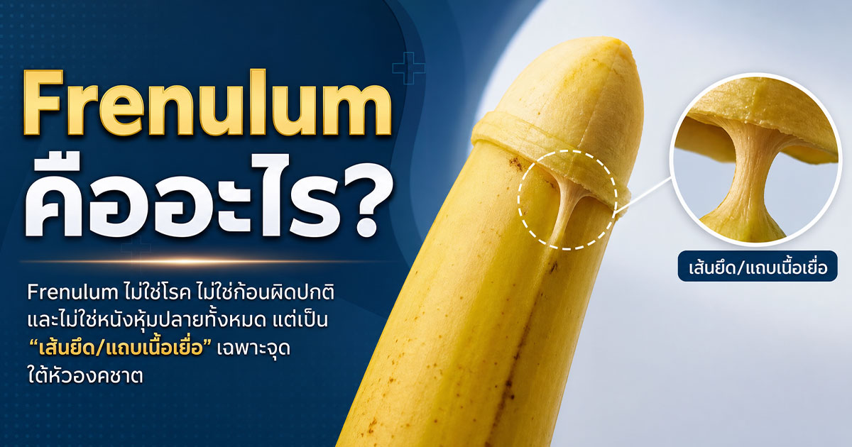 Frenulum คืออะไร