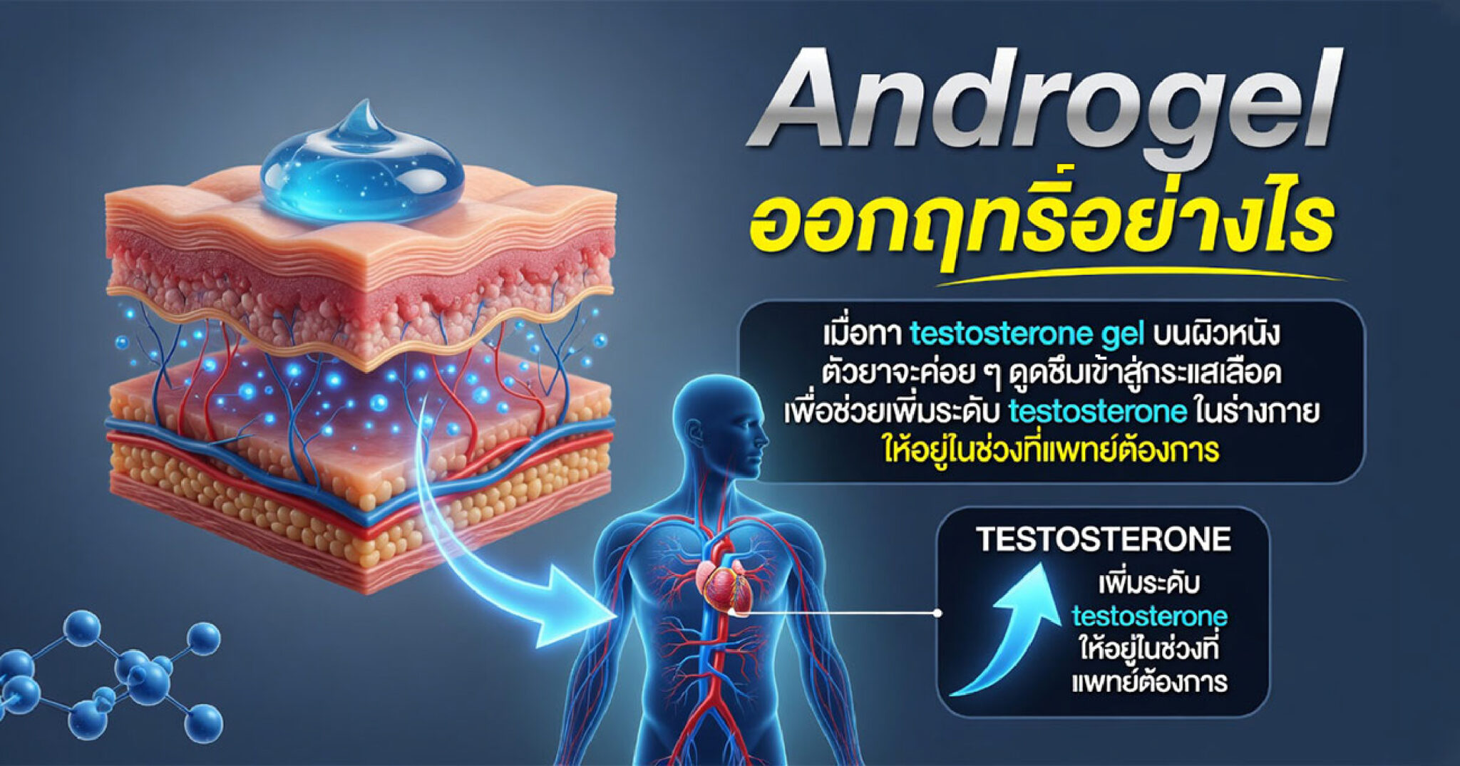 การออกฤทธิ์ของเจล testosterone หลังดูดซึมผ่านผิวหนัง