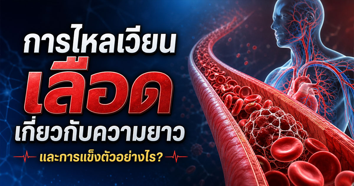 การไหลเวียนเลือดเกี่ยวกับความยาวและการแข็งตัวอย่างไร